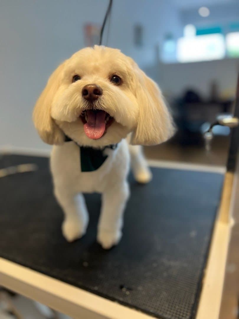 A freshly groomed, fluffy dog with a bright smile after a bath and blowout