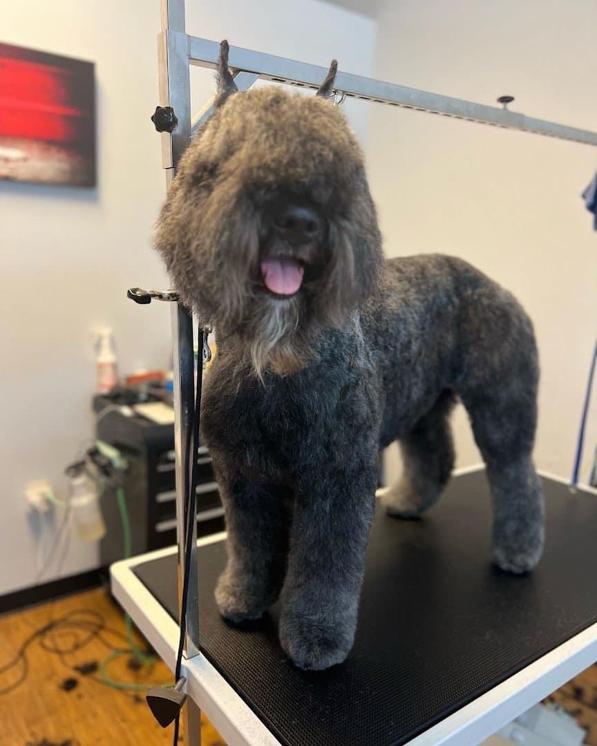 A large, freshly groomed dog standing on the grooming table, leashed and ready to go home
